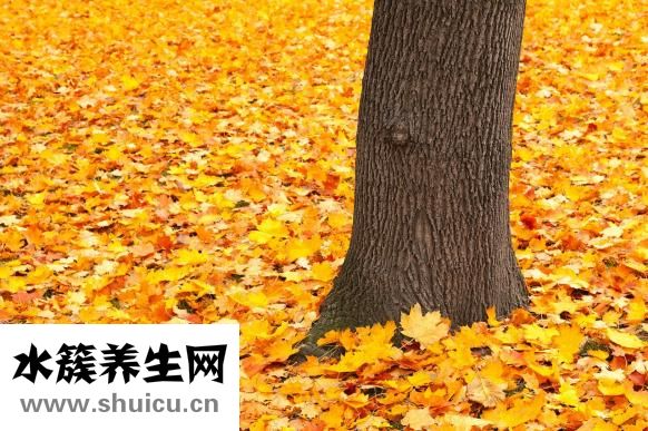 水煮栗子怎么保存