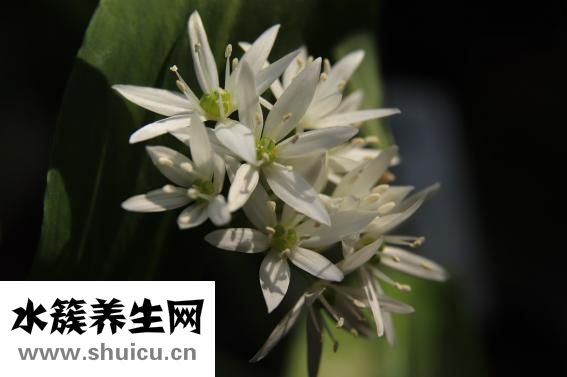 小寶咳嗽怎么辦