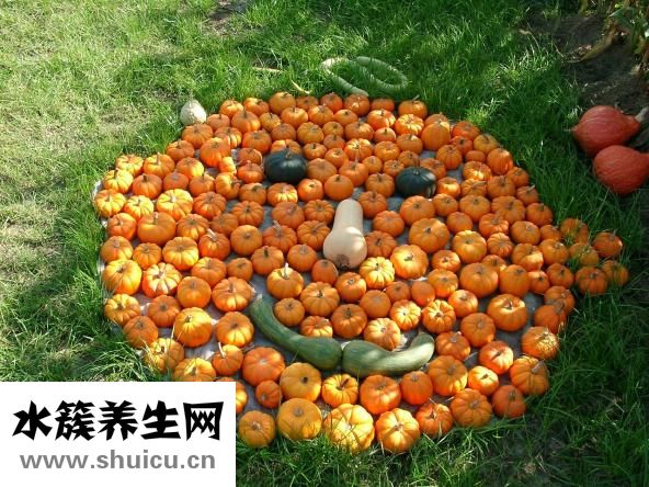 家里豆子生蟲(chóng)怎么除