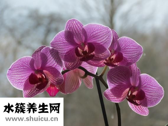 怎么知道胎兒的血型