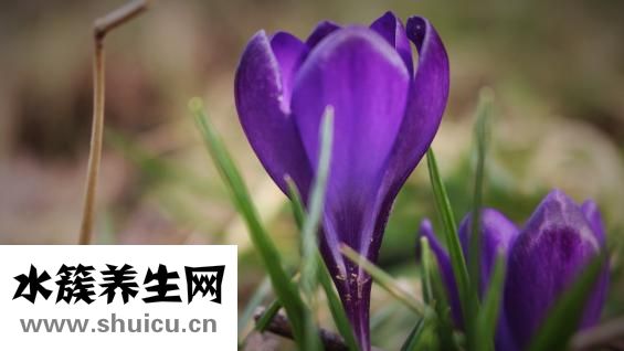 藏紅花應該怎么吃