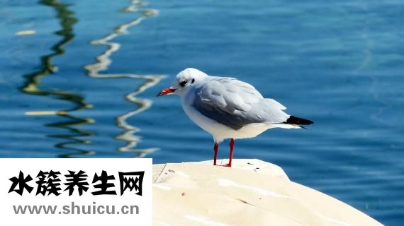 怎么確定肥胖類型