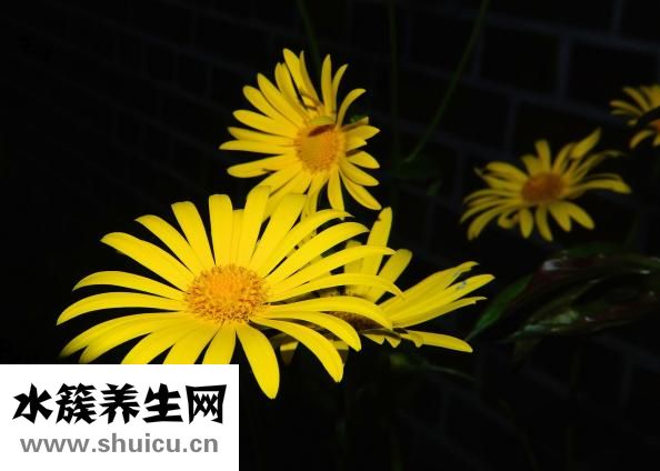 梭子蟹火鍋怎么做