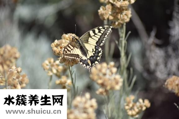 燕尾裙怎么翻譯