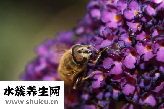 柚子茶太苦怎么辦