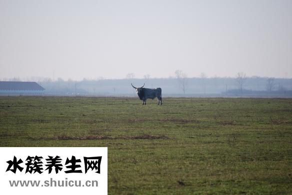 牛肉絳蟲怎么打