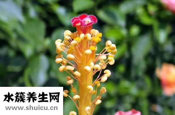 火鍋丸子怎么存放