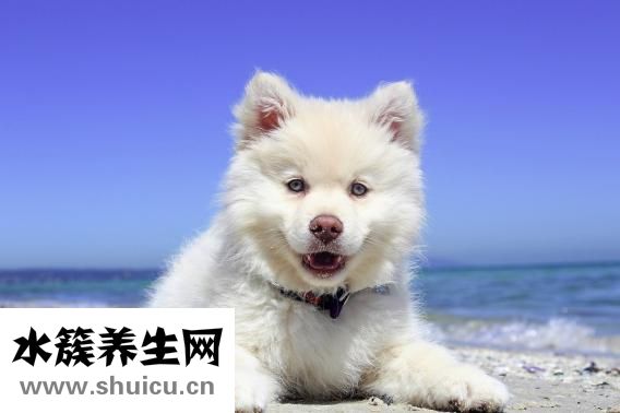 怎么讓狗狗鼻子變黑