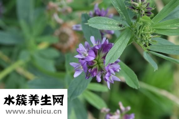 豆芽夾是怎么火的