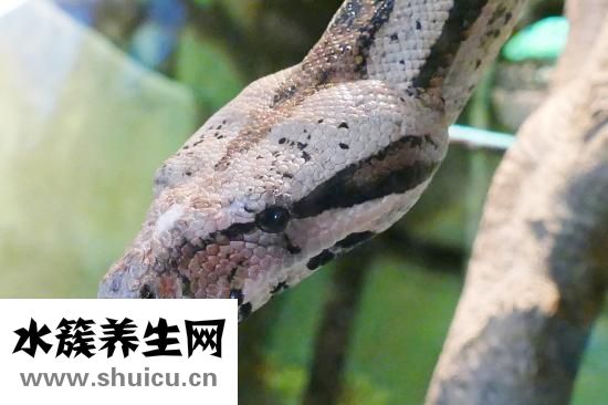 屋里有蜈蚣怎么清除