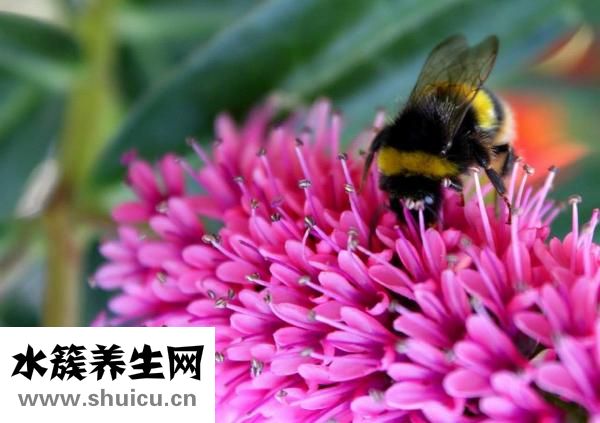 紫花地丁曬干怎么用