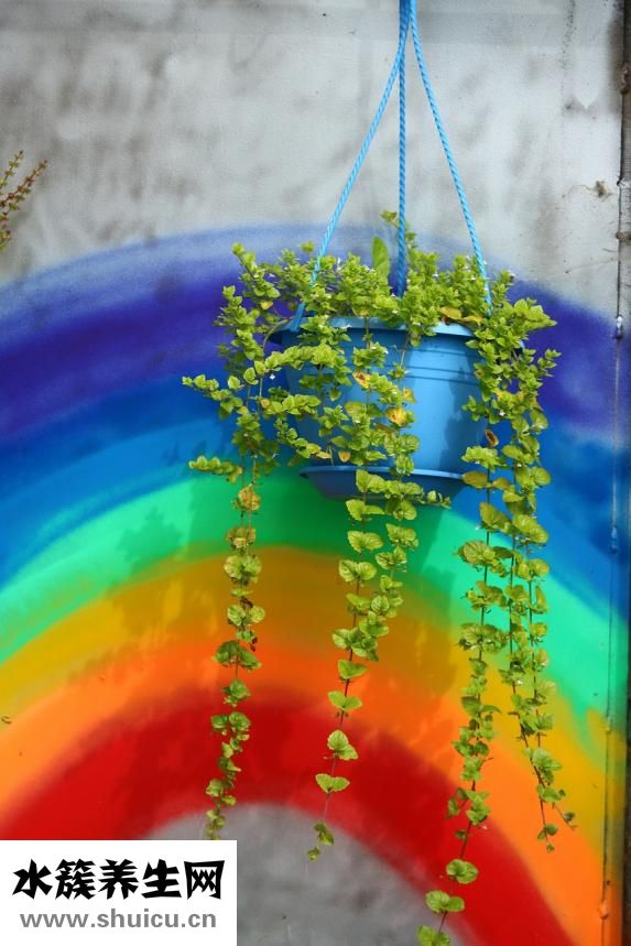 梭子蟹火鍋怎么做