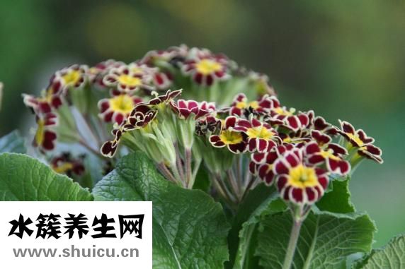 江嘉年怎么變胖的