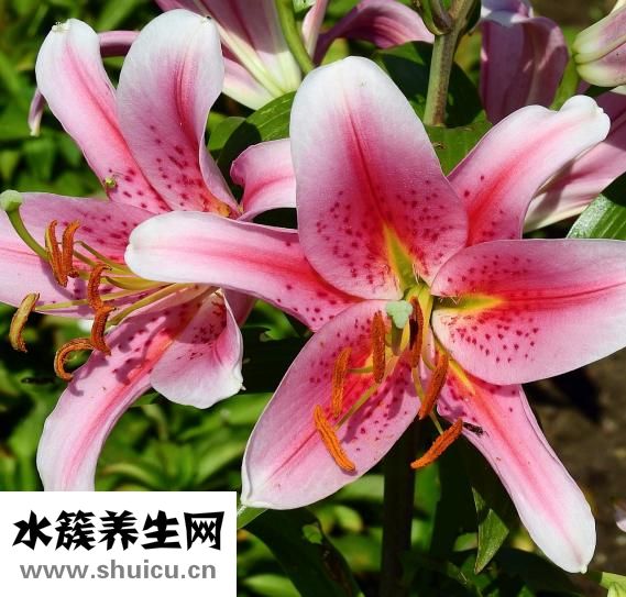 菲洛嘉微針怎么操作