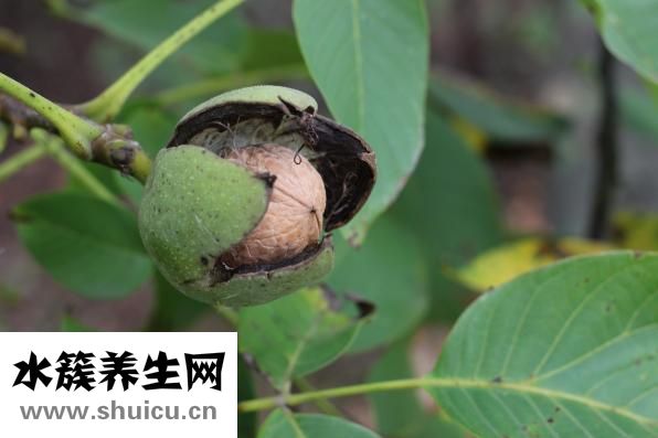 核桃快遞怎么包裝