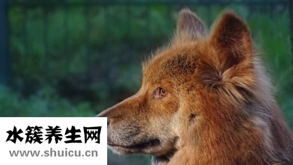 獵狗怎么挑選