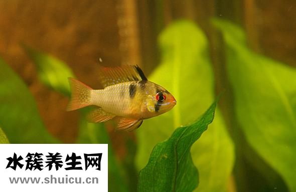 熱帶魚外寄怎么治