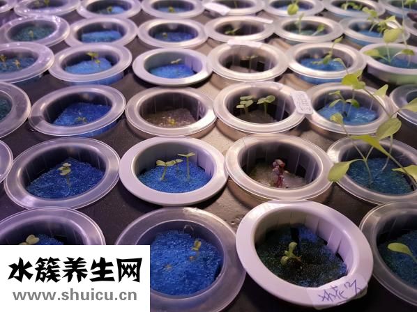 豆芽夾是怎么火的