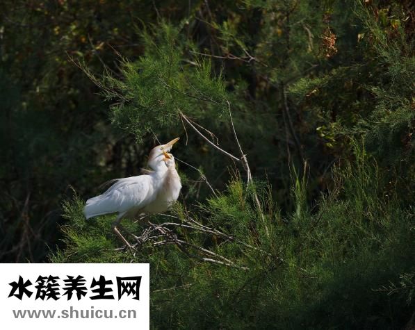 牛肉絳蟲怎么打