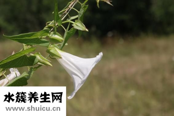 空心菜怎么形容