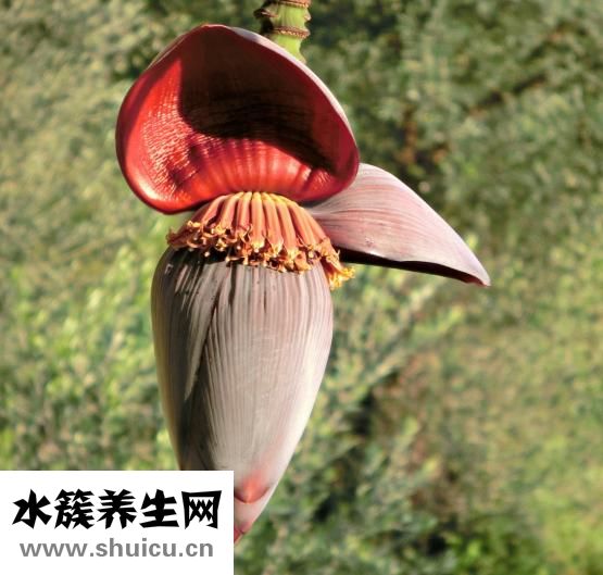 寶寶怎么吃香蕉