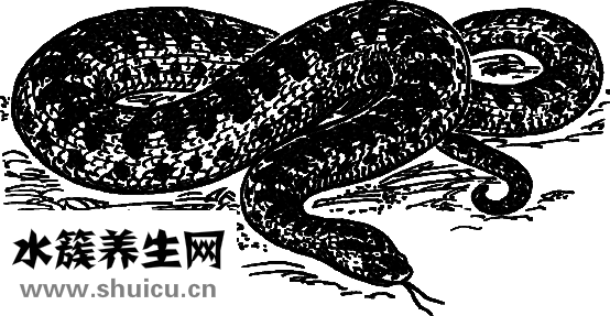 小腿上有蛇皮怎么辦