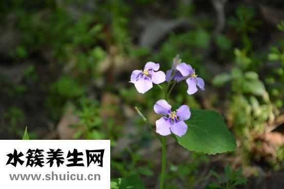 紫花地丁曬干怎么用