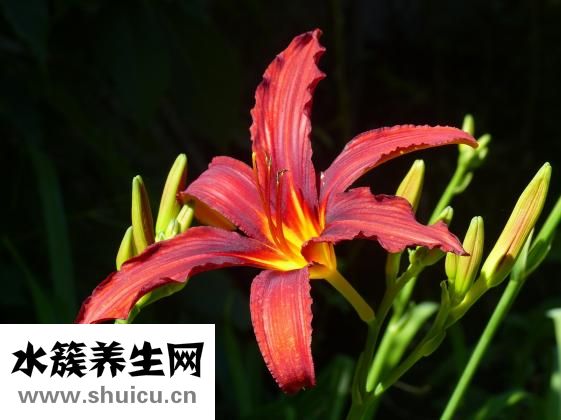 怎么清血毒血熱血燥