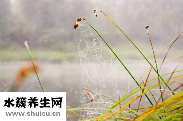 甘蔗煲湯怎么做