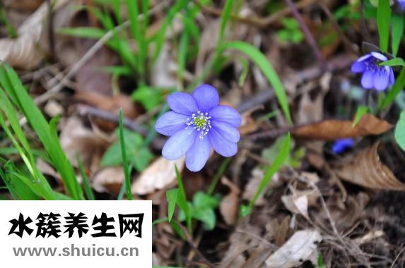 扇貝貝殼怎么獲得