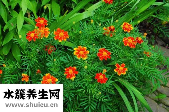 沙宣頭要怎么打理