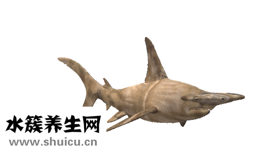 海魚籽怎么做好吃