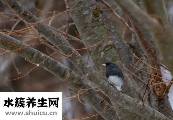 怎么分辨出燕鲅魚的