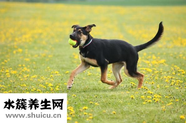 怎么讓狗狗鼻子變黑