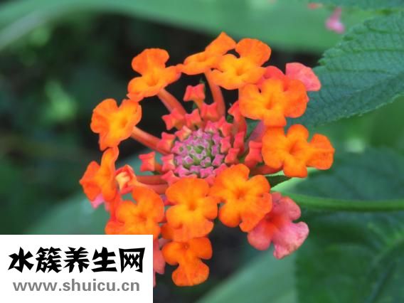 扇貝貝殼怎么獲得