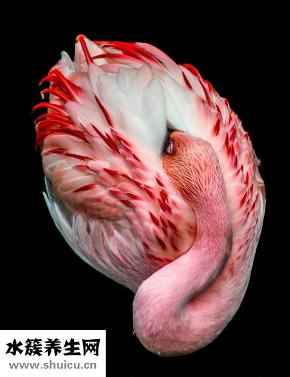 梅花鹿怎么攻擊