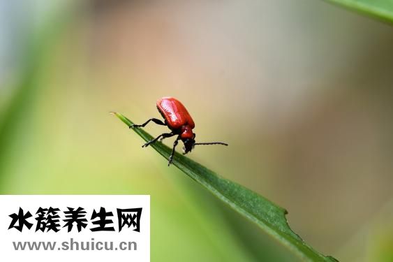 屋里有蜈蚣怎么清除