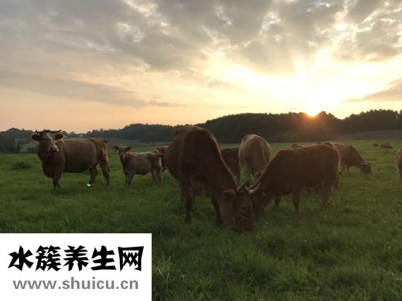 牛肉絳蟲怎么打