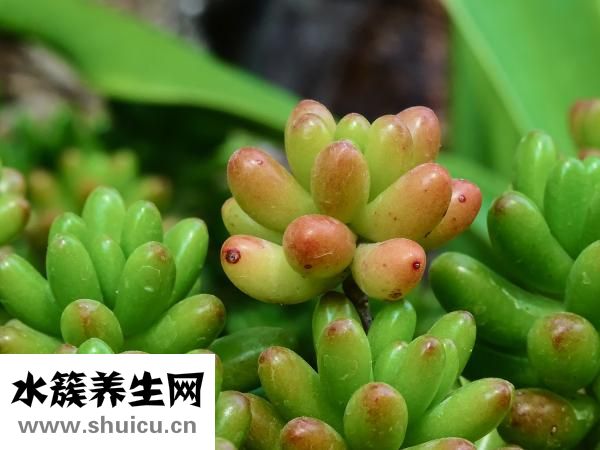 家里豆子生蟲(chóng)怎么除