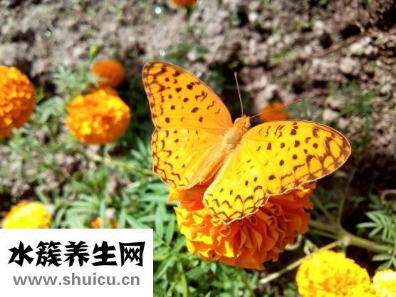 怎么分辨出燕鲅魚的