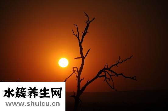 小雞長大了怎么辦