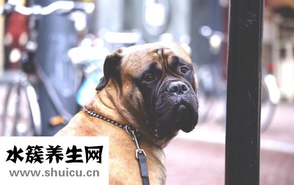 狗狗怕打針怎么辦