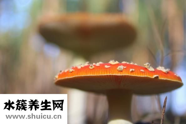 點痦子冒水了怎么辦