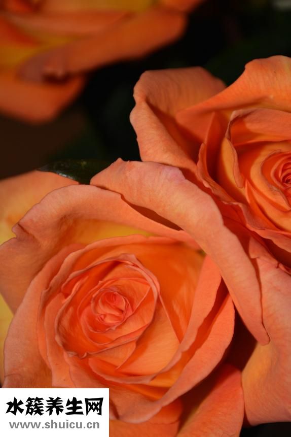 怎么知道胎兒的血型