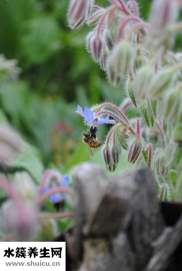 柚子茶太苦怎么辦