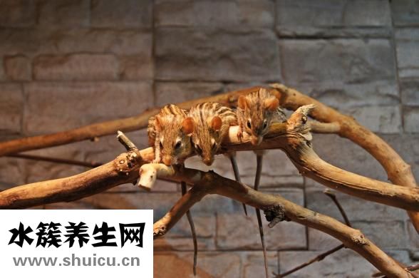 山枝子怎么泡酒