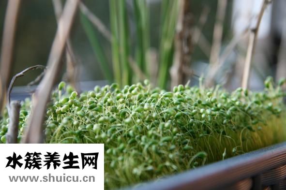 豆芽夾是怎么火的