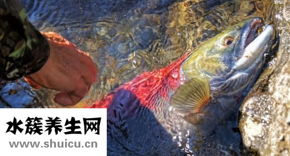 紅燒鮐魚(yú)怎么做好吃