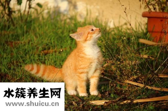 心口發涼是怎么回事