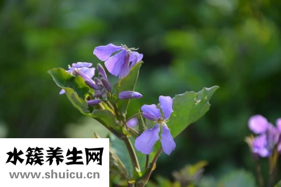 紫花地丁曬干怎么用